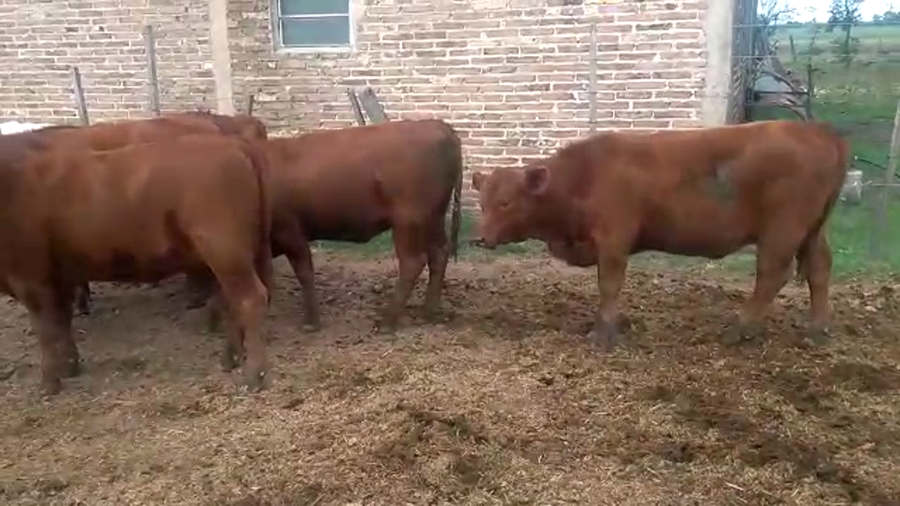 Lote 6 Terneras en Santa Fe, Lehmann