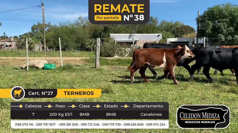 Lote 7 Terneros en Santa Rosa, Canelones