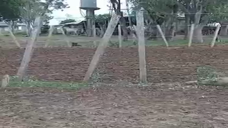 Lote 79 Vacas de invernar en Corrientes, La Cruz