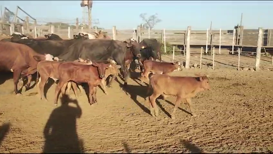 Lote 40 Vacas nuevas C/ cria en Tintina, Santiago del Estero