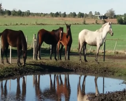 Lote 4 Potra a remate en Pantalla Carmelo en NUEVA PALMIRA