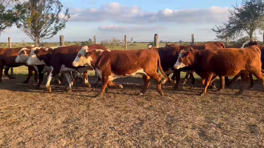 Lote 40 Vaquillonas preñadas en Corrientes, Curuzú-Cuatiá