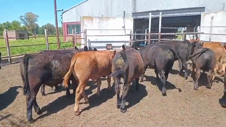 Lote 20 Terneros