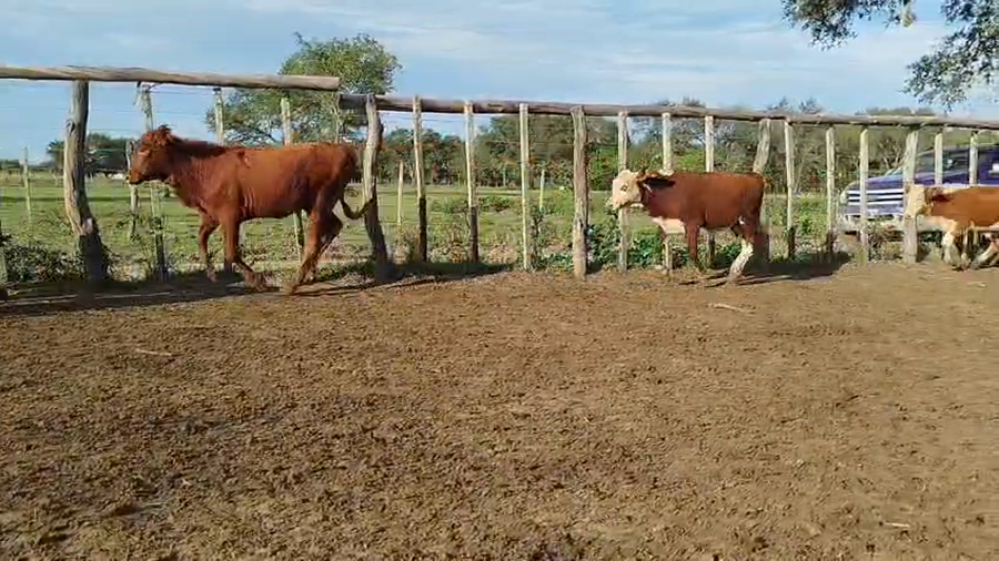 Lote 150 Terneros/as