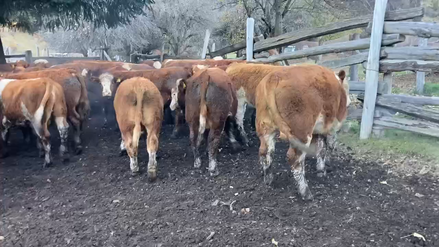 Lote 41 Ternero en Aysén, XI Región Aysén