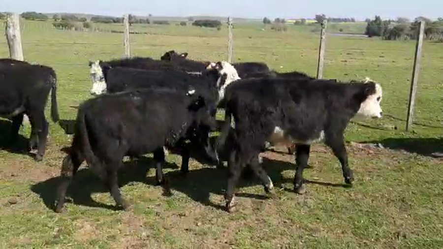 Lote 13 Terneros CRUZAS a remate en PANTALLA CAMY - SAN JOSE  1500 VACUNOS 130kg - , San José