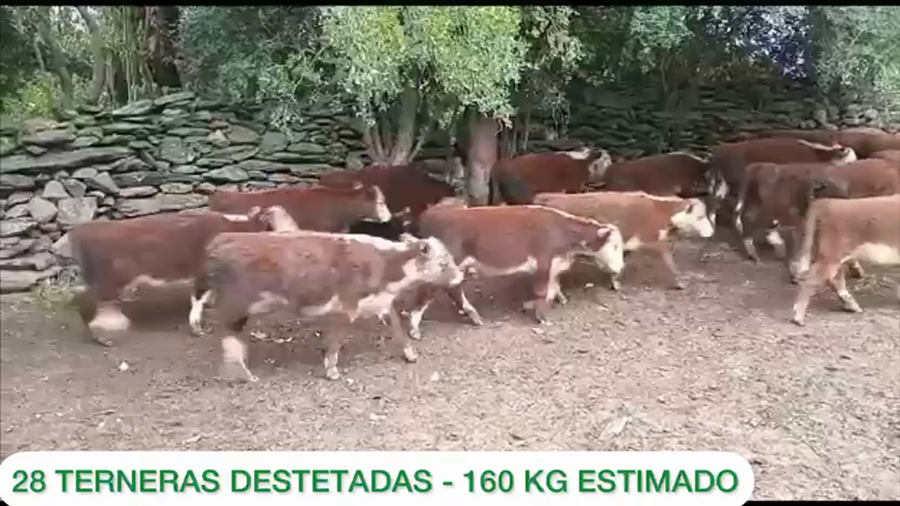 Lote 28 terneras destetadas