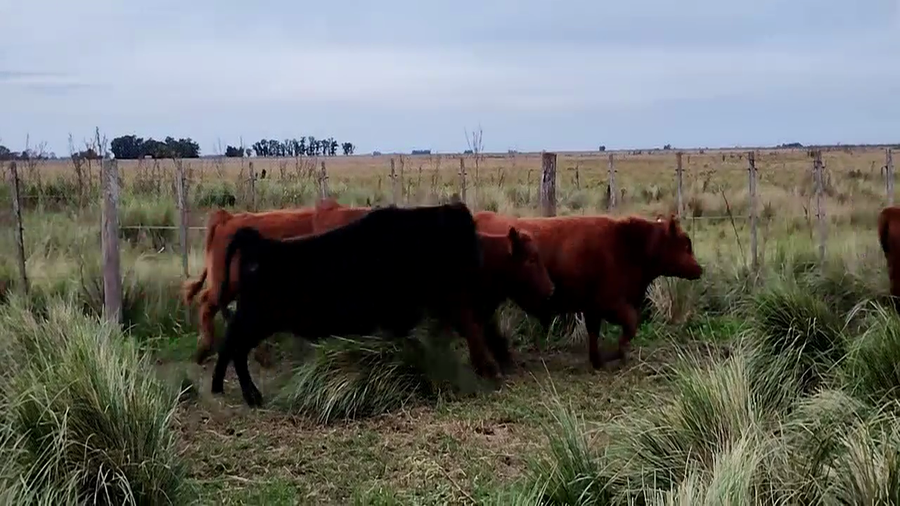 Lote 90 Terneros/as en Olavarría