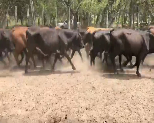 Lote 55 Vacas nuevas en Misión San Fco., Formosa