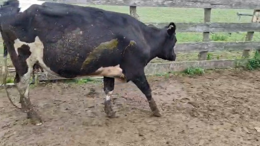 Lote Vaca a remate en Pantalla Camy 500kg - , San José