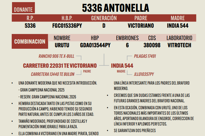 Lote LOTE 17