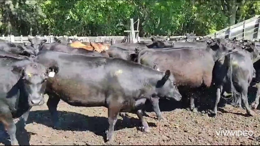 Lote 53 Vaquillonas C/ gtia de preñez en Gral. Las Heras, Buenos Aires