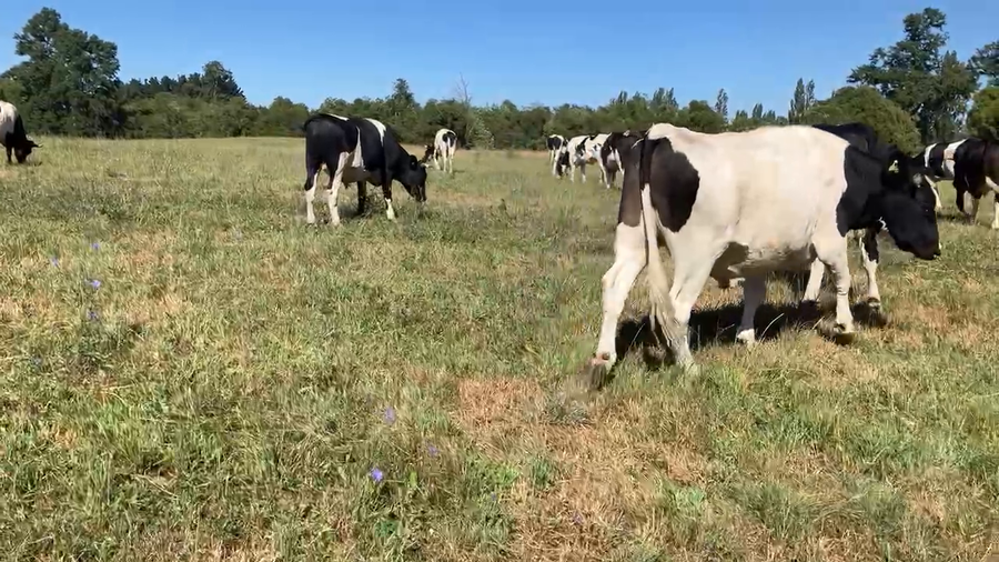 Lote 44 Novillo Gordo en Río Bueno, XIV Región Los Ríos