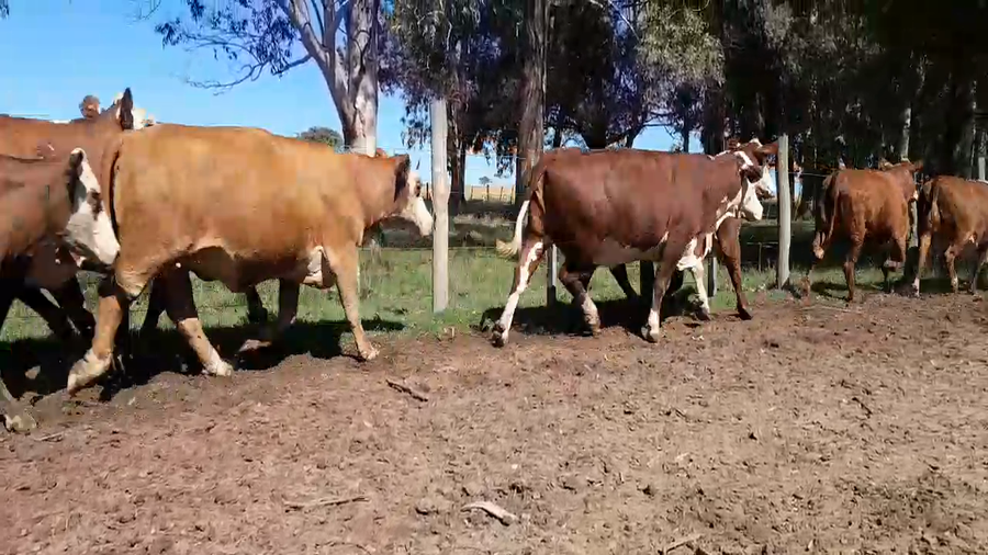 Lote 19 Vacas  en Corrientes, Paso de Los Libres