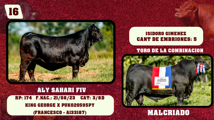 Lote LOTE 16