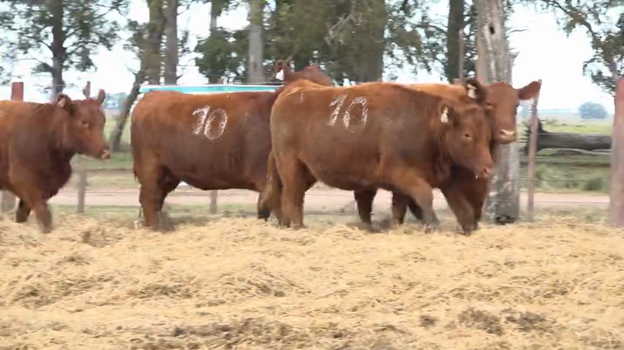 Lote Vaquillas Preñadas Tres Molinos