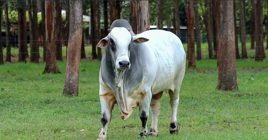 Lote LOTE 34 DE BOZAL