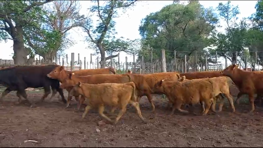 Lote 100 Terneros/as en Pehuajó, Buenos Aires