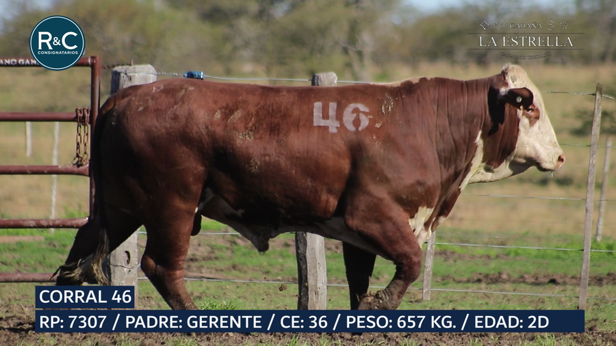 Lote Toro Braford