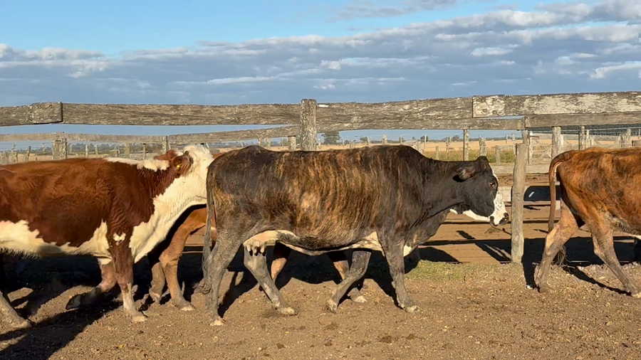 Lote 60 Vacas p/ invernar