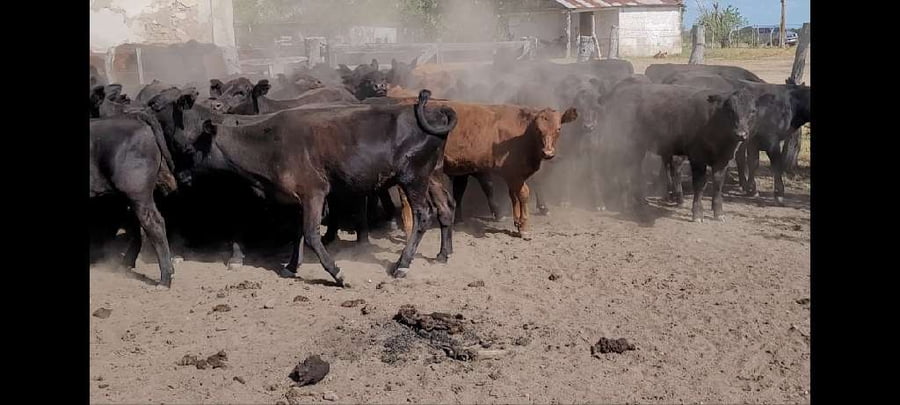 Lote 50 Terneros en Villaguay, Entre Ríos