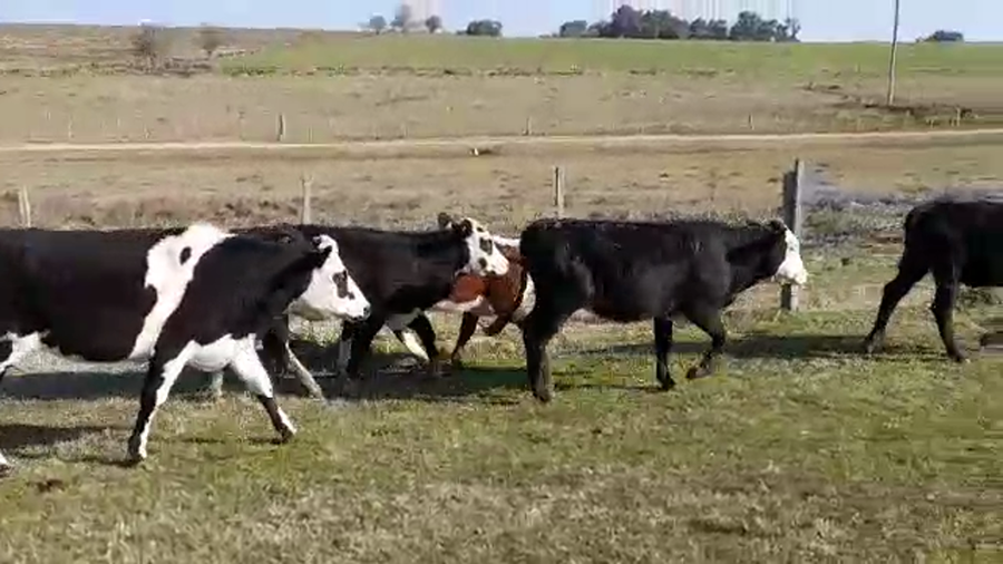 Lote (Vendido)6 Vaquillonas 1 a 2 años HEREFORD/ NORMANDO a remate en PANTALLA FEDERICO GARLAND 245kg -  en CUCHILLA DEL PERDIDO