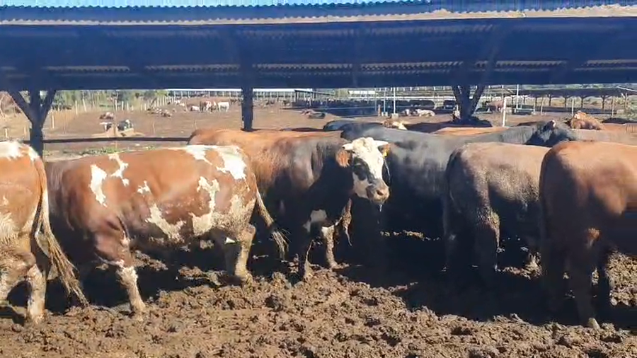 Lote 40 Novillo Gordo en Los Ángeles, VIII Región Biobío