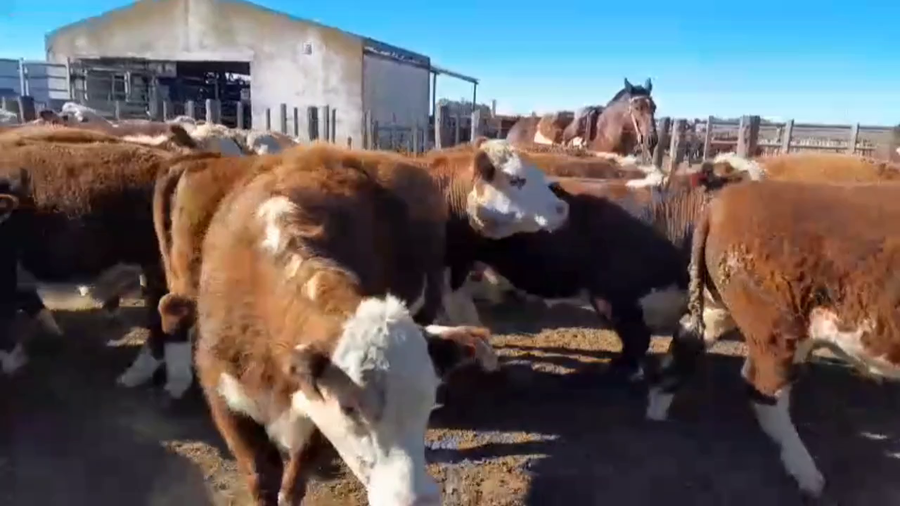 Lote 61 Novillo Consumo