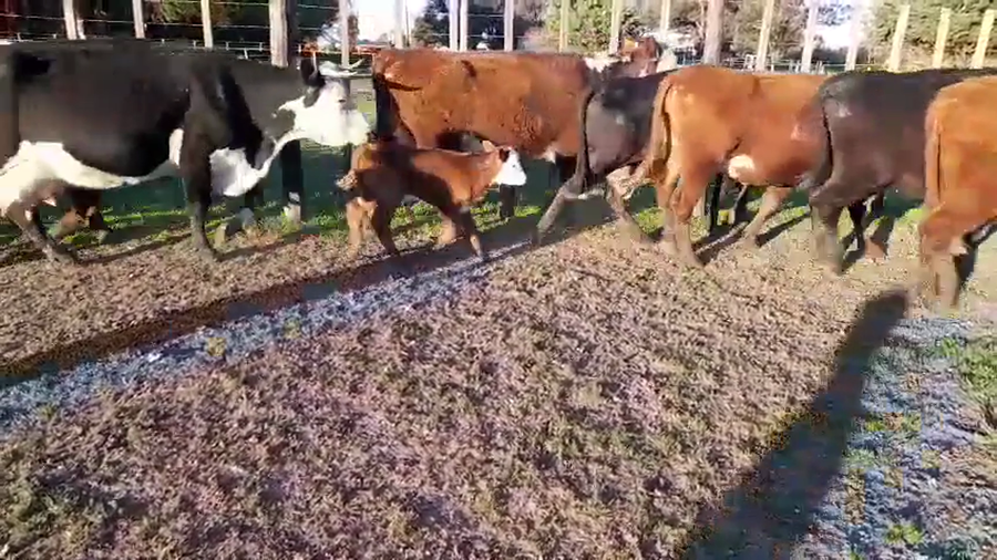 Lote 19 Vacas Preñadas y Paridas en Benito Juárez