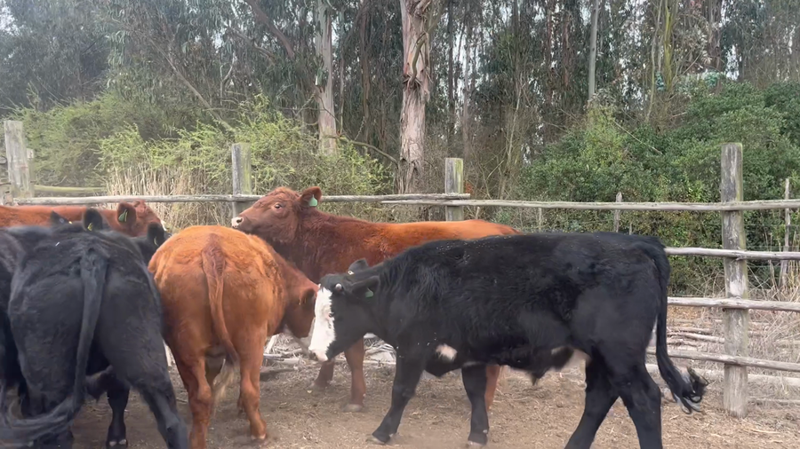 Lote 13 Novillo Engorda en Santo Domingo, V  Región Valparaíso