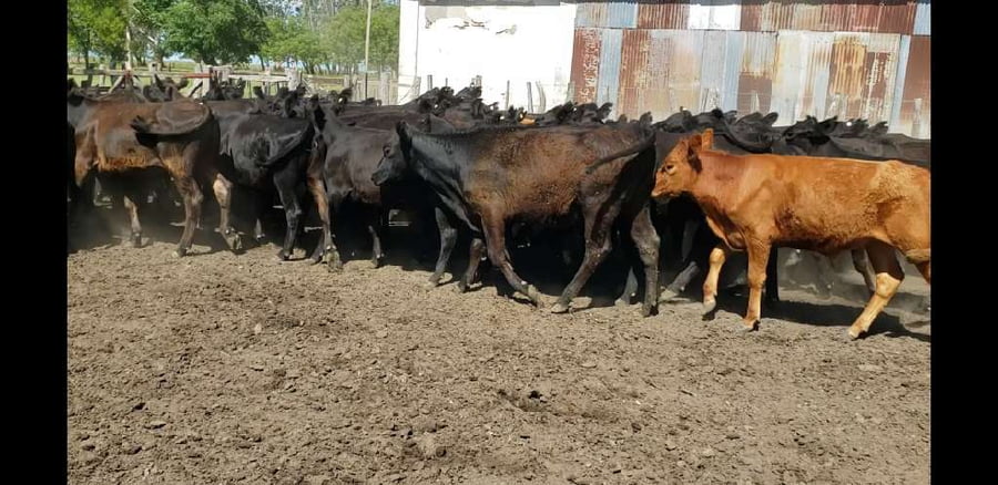 Lote 50 Terneros/as en Villaguay, Entre Ríos
