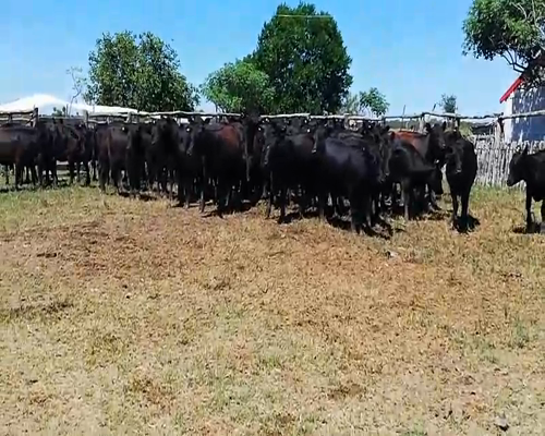 Lote 70 Terneras en Entre Ríos, Federal