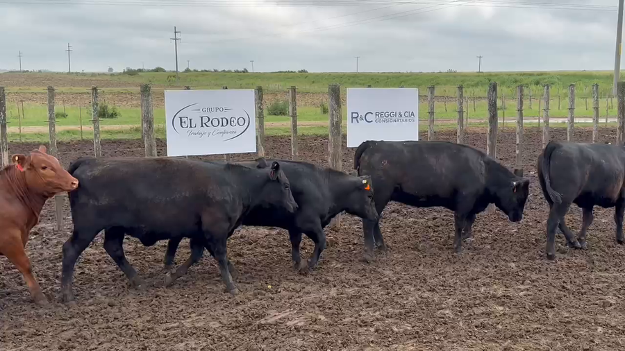 Lote 65 Vaquillonas en Entre Ríos, Aldea Asunción