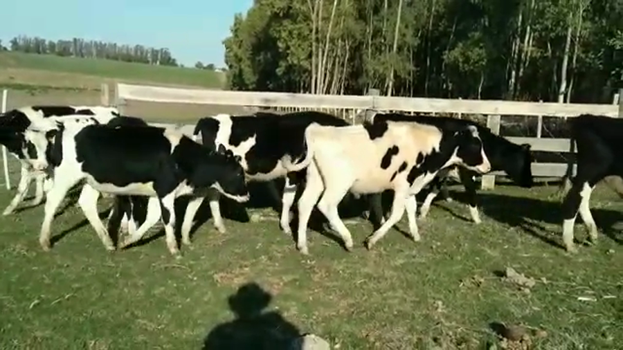 Lote NOVILLOS HOLANDO