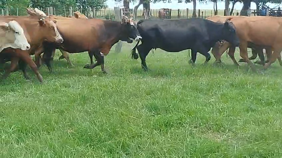 Lote 50 Vacas de invernar