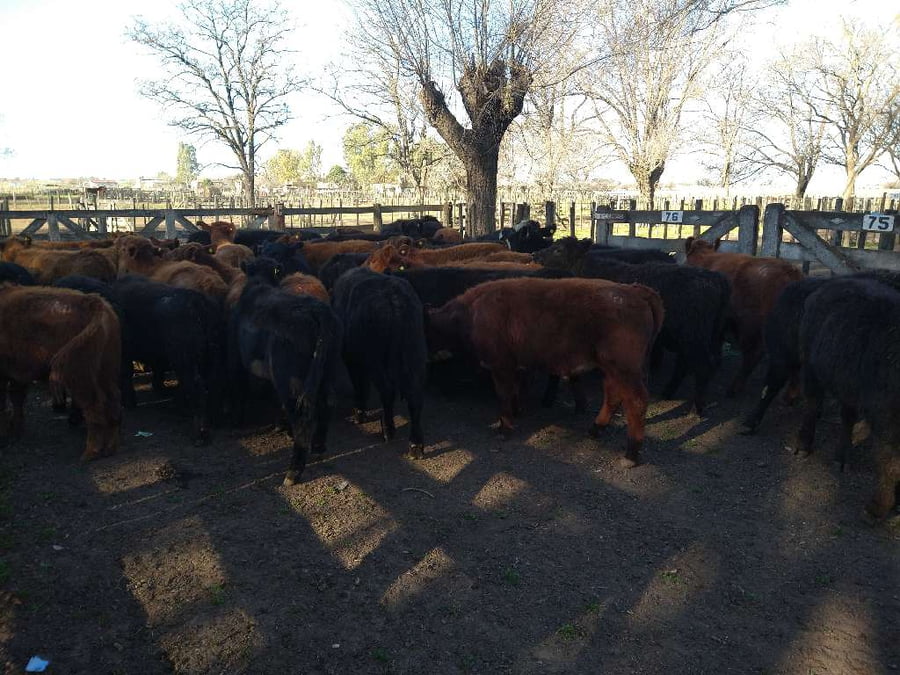 Lote 47 Terneros en Gral. Lamadrid, Buenos Aires