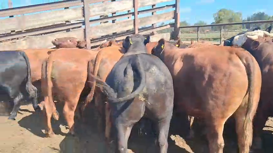 Lote 20 Novillo Gordo en Los Ángeles, VIII Región Biobío