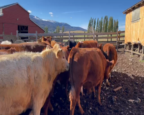 Lote 40 Novillo Engorda en Coyhaique, XI Región Aysén