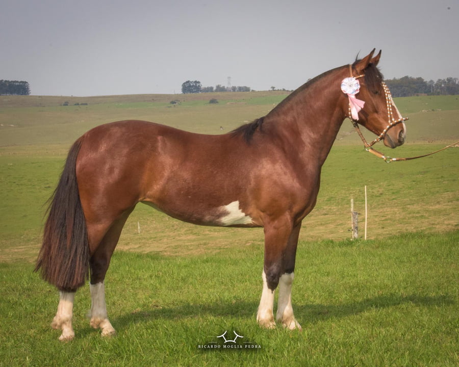 Lote Criollos da Fronteira EL Gavilán Muñeca Barrios  Overa Colorada Potranca RP: 420
