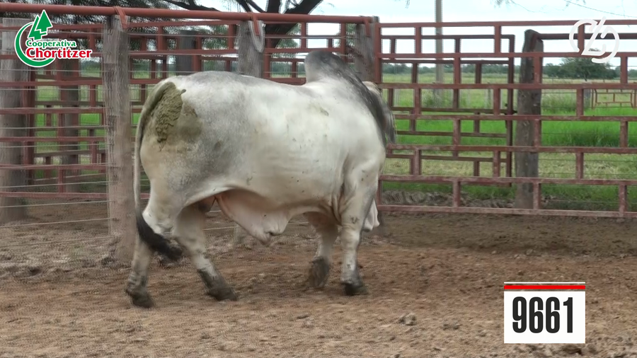 Lote Toros Brahman