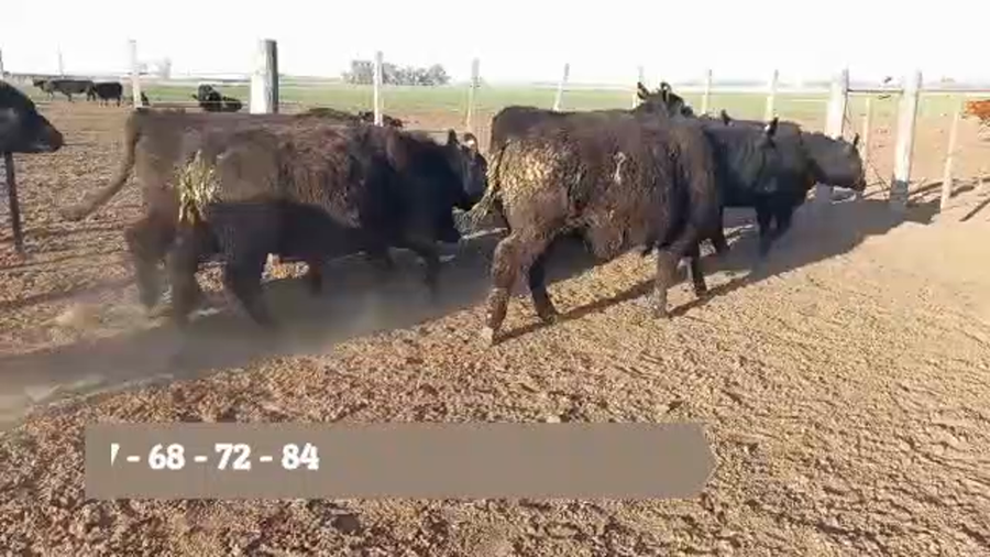 Lote "CABAÑA ANGUS SANCHEZ LAMAS" 7 VAQUILLONAS PC NEGRAS PARA SERVICIO