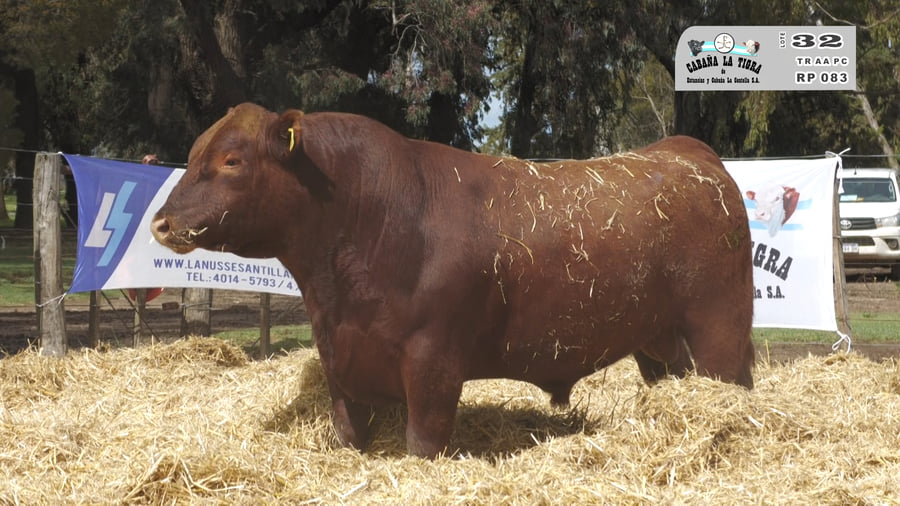 Lote TOROS PUROS CONTROLADOS