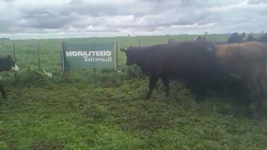 Lote 81 Novillitos en Coronel Suarez