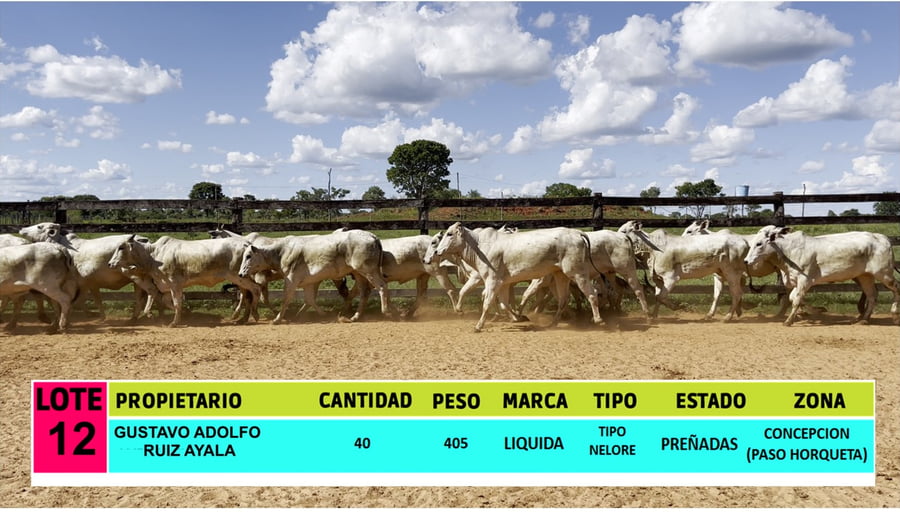 Lote LOTE 12 - 40 VAQUILLAS PREÑADAS CBO 0