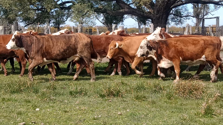 Lote 30 Vacas nuevas en Corrientes, Curuzu Cuatia
