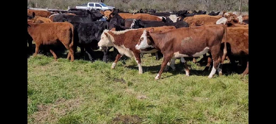 Lote 58 Terneros/as en Villaguay, Entre Ríos