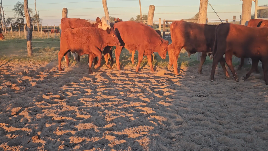 Lote 76 Terneros/as