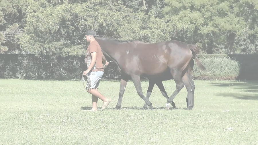 Lote KAZARMA (REMOTE -  LA PEDRERA) VACIA. C/CRIA DE PLATINUM WARRIOR
