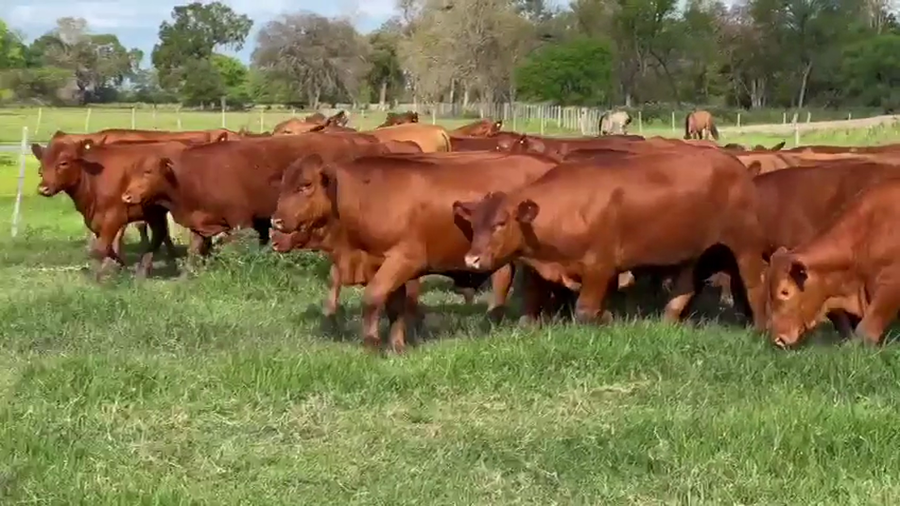 Lote 90 Terneros en Chaco, Villa Berthet