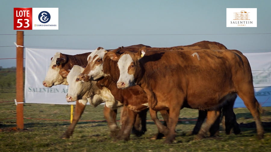Lote LOTE 53 - VAQUILLAS BRAFORD GENERALES – PREÑADAS IATF